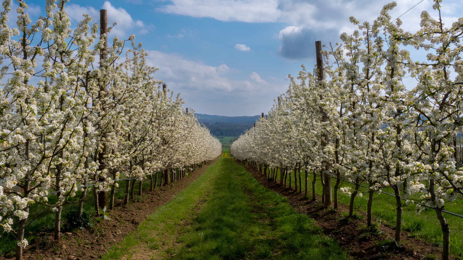 Projet agrivoltaïque des Vergers Grandieu en Grand Est, proposé au financement participatif sur la plateforme Lendosphere.